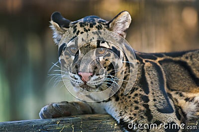 Clouded Leopard Stock Photo