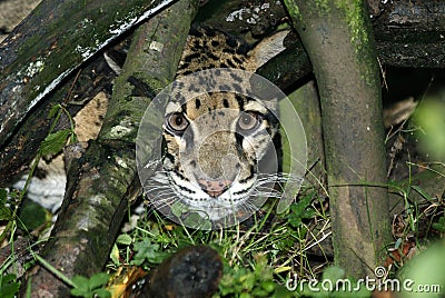 Clouded Leopard, neofelis nebulosa, Adult camouflaged behing Tree Stock Photo