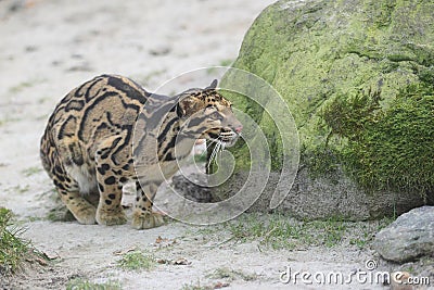 Clouded leopard Stock Photo