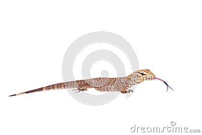 Clouded Monitor, Varanus nebulosus, on white Stock Photo