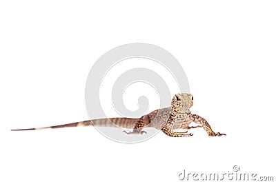 Clouded Monitor, Varanus nebulosus, on white Stock Photo