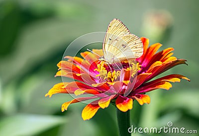 Clouded Sulfur butterfly on zinnia Stock Photo