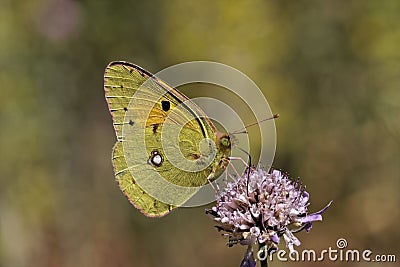 The Clouded Yellow, European butterfly Stock Photo