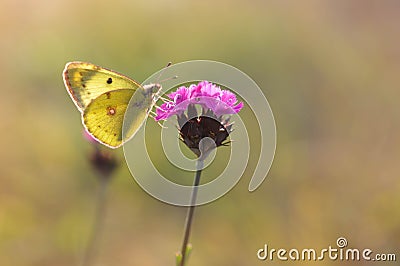 Clouded yellows, yellow butterfly on a flower in nature macro Stock Photo