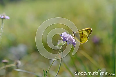 Clouded yellows, yellow butterfly on a purple wild flower Stock Photo