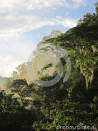 Cloudforest in last daylight Stock Photo