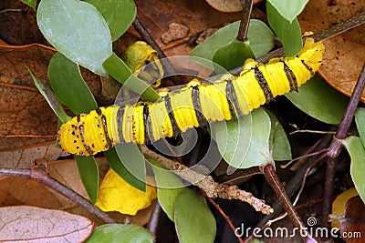 Cloudless Sulphur Caterpillar Stock Photo