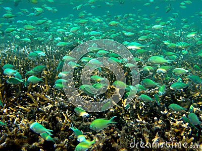 Clouds of Anthias Stock Photo