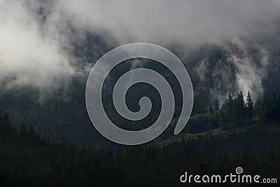 Clouds behind spruce Stock Photo