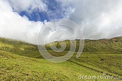 Glorious Corvo Cattle Pasture Stock Photo