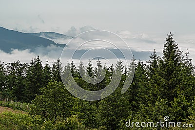 Clouds and the pines forest Stock Photo