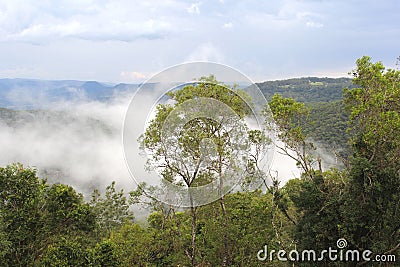 Mystic clouds in the jungle in Tamborine Mountain National Park, Australia Stock Photo