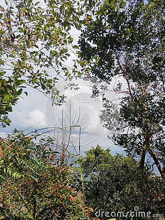 Cloudy blue sky and dense trees branches foreground, view from rainforest mountain peak of Gunung Panti Stock Photo