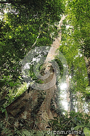 Cloudy rainforest high jungle Henri Pittier National Park Venezuela but Stock Photo