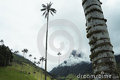 Palms Cocora Valley Mountain Clouds Stunning Foggy Palm Trees Stock Photo