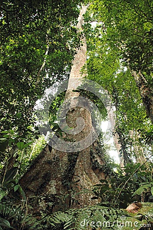 Cloudy rainforest high jungle Henri Pittier National Park Venezuela but Stock Photo