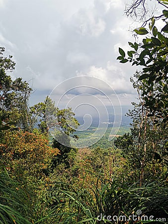 Cloudy sky and dense trees branches, grass and leaves foreground, view from rainforest mountain peak of Gunung Panti, Malaysia Stock Photo