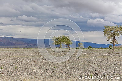 Cloudy weather. Trees grow in the rocky soil of the Mongolian mountains. mountains in the background Stock Photo