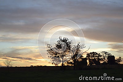 Clound tree witer Stock Photo