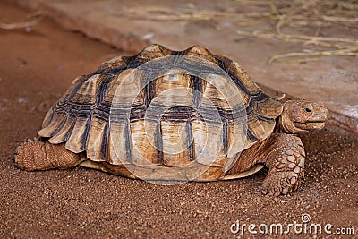 Clouse-up of a Angonoka or Ploughshare Tortoise Stock Photo