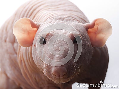 Clouse-up of hairless rat Stock Photo