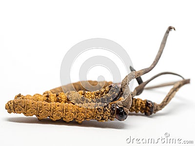 Clouse up Ophiocordyceps sinensis CHONG CAO, CHONG XIA CAO this is a herbs. Medicinal properties in the treatment Stock Photo