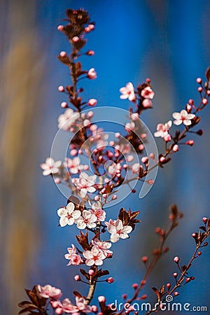 Clouse-up picture beautiful spring flowering Stock Photo