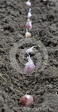 A clove of garlic seeds lies in a row in the soil Stock Photo