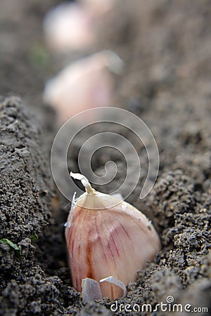 A clove of garlic seeds lies in a row in the soil Stock Photo