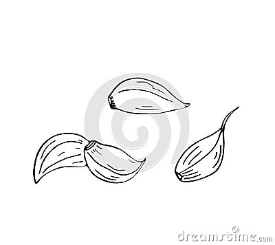set of hand-drawn clove of garlic Vector Illustration