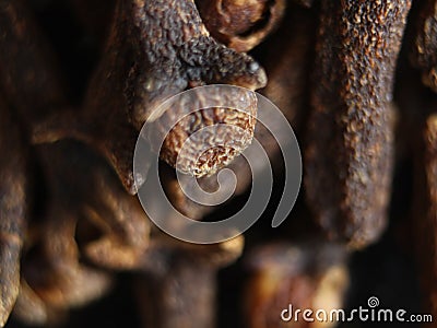 Clove spices aromas flavors natural plant food kitchen Stock Photo