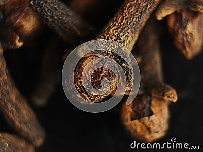 Clove spices aromas flavors natural plant food kitchen Stock Photo