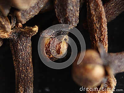 Clove spices aromas flavors natural plant food kitchen Stock Photo