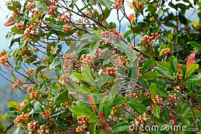 Clove tree with spicy raw flowers and sticks Stock Photo