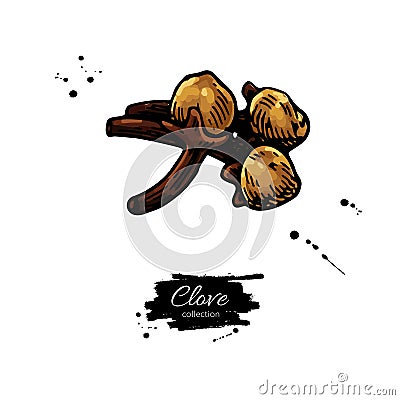 Clove vector drawing. Hand drawn sketch. Seasonal food illustration isolated on white Vector Illustration