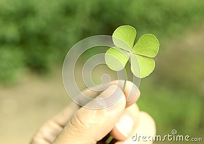 Clover Stock Photo