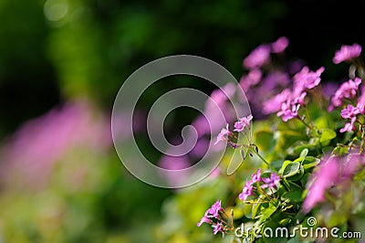 Clover Stock Photo