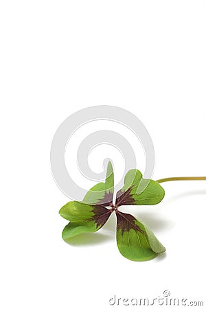 Clover Stock Photo