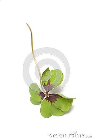 Clover Stock Photo