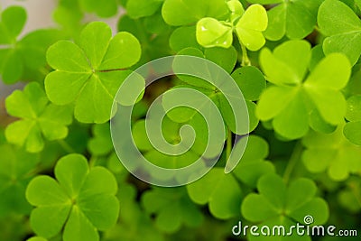 Clover Stock Photo