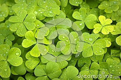 Clover Backgrounds Stock Photo