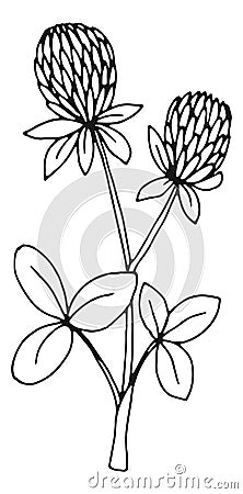 Clover botanical illustration. Natural plant. Herb sketch Vector Illustration