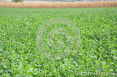 Clover field Stock Photo