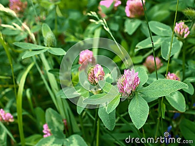 Clover flower Stock Photo