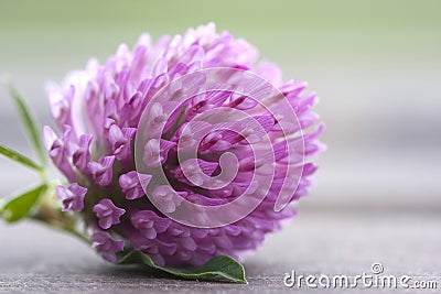 Clover Flower Stock Photo