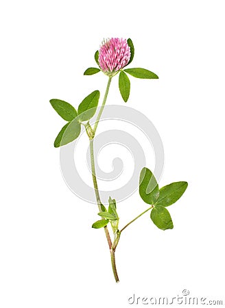 Clover flower Stock Photo