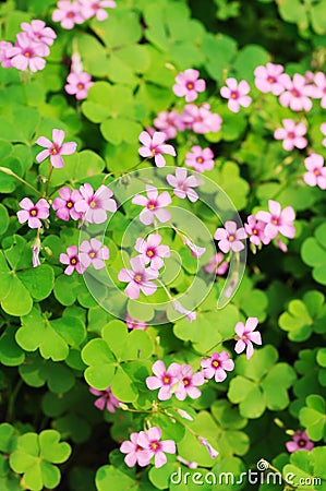 clover flower background Stock Photo