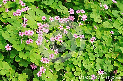 Clover flower background Stock Photo