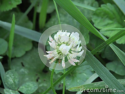 Clover flower Stock Photo