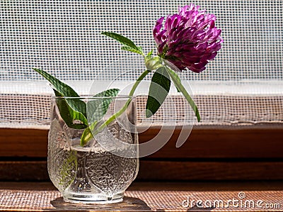Clover flower in a glass on the window. Summer still life Stock Photo
